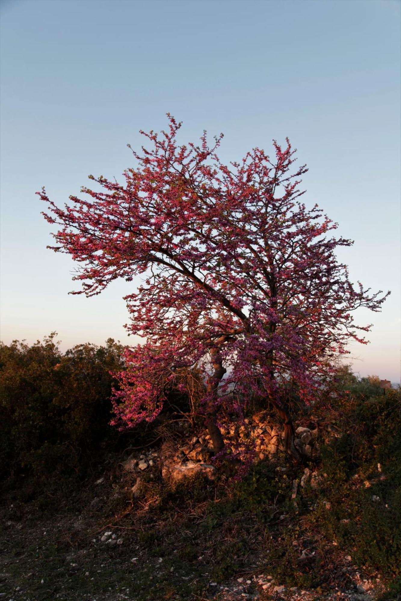 Vina Zarzarrosa Osuna Exterior foto